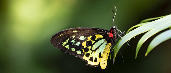 Butterfly Sitting On Greenery With Wings Closed Facing Right Of Frame