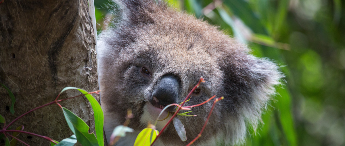 Close-up of a Koala in the tree looking to the camera with head tilted and leaf in their mouth.