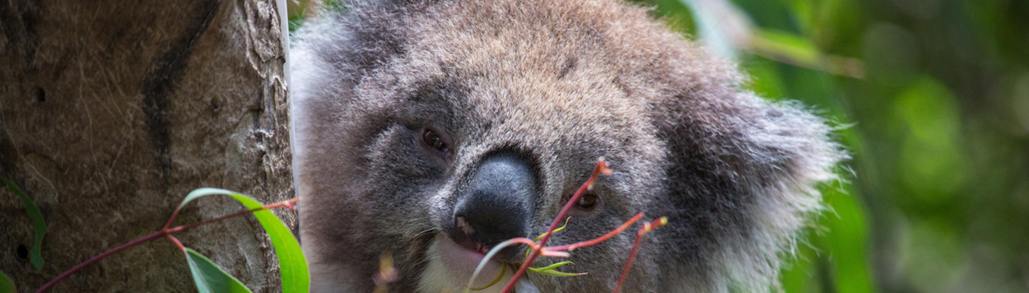 Close-up of a Koala in the tree looking to the camera with head tilted and leaf in their mouth.