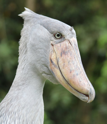 A large grey bird is side on to the camera; it has a large pale beak