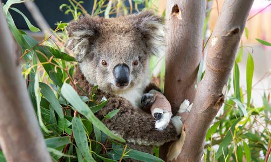 An injured Koala, sitting in a tree and looking right to the camera.