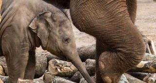 An Asian Elephant calf is walking by its mother. They are walking over brown tree logs on the sand. 