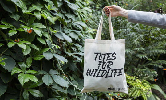 A tote bag with the text "Totes for Wildlife" on it, being held up by a right arm, in front of trees inside the Butterfly House.