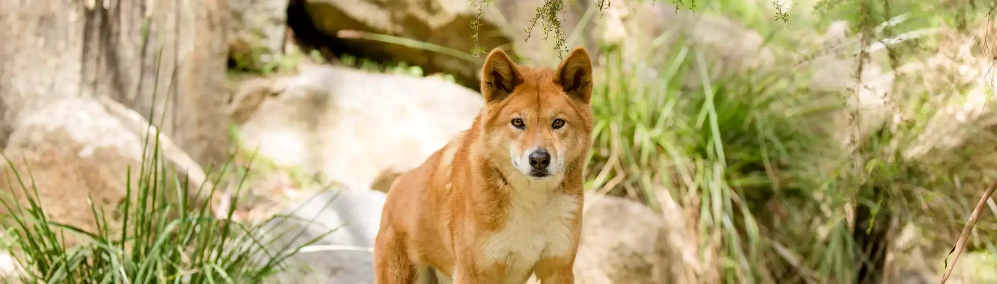 Dingo facing camera. Greenery and rock in background