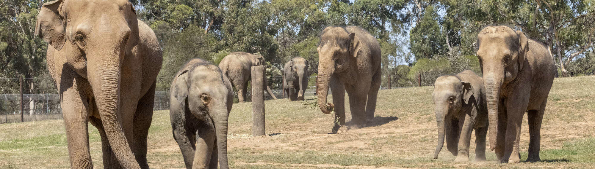Seven Asian Elephants pacing through their new Elephant Trail habitat, one holding a branch in their trunk.
