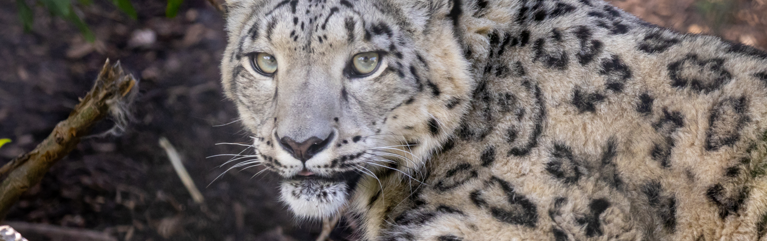 Portrait of a Snow Leopard with light green eyes, black markings, and light grey fur