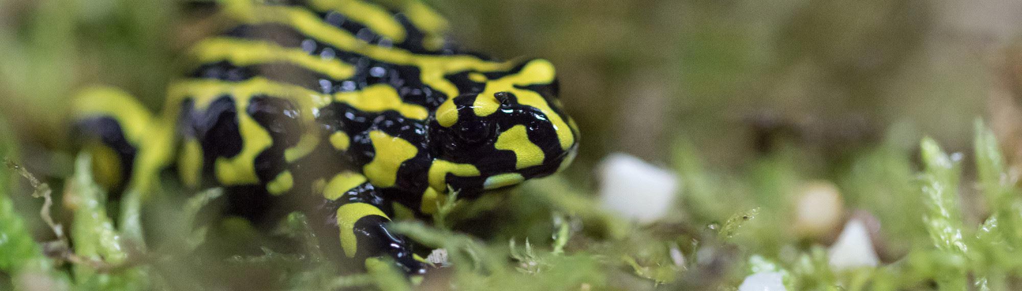 Southern Corroboree Frog standing on pale green moss; bright yellow and black striped, facing right..