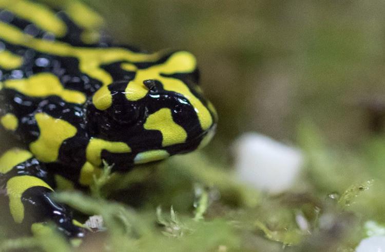 Southern Corroboree Frog standing on pale green moss; bright yellow and black striped, facing right..