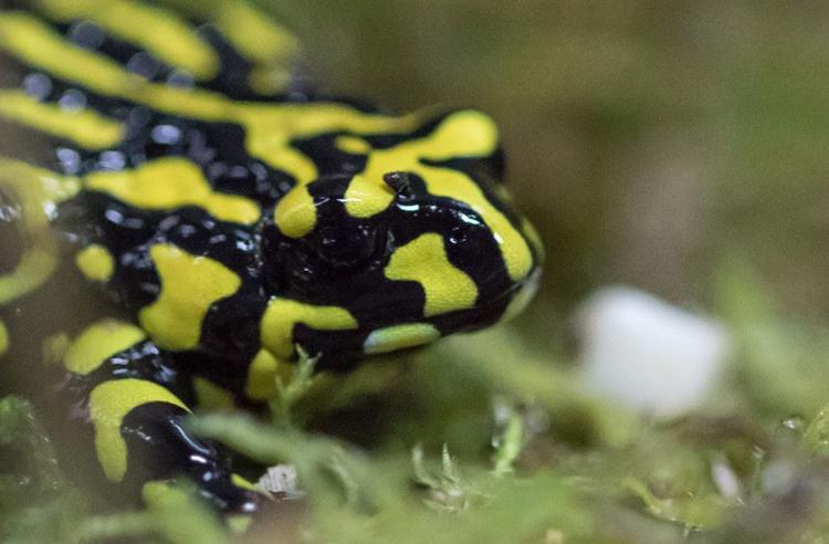 Southern Corroboree Frog standing on pale green moss. Frog is bright yellow and black striped.