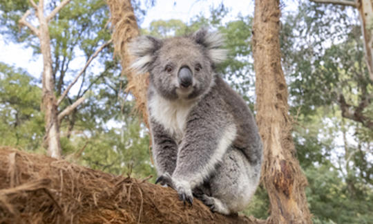 A koala perching on a barky log and staring directly at the camera, the background is full of gum trees