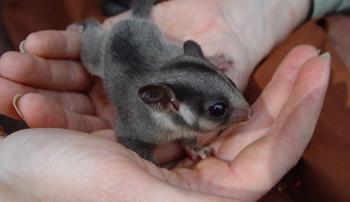 A baby Leadbeater's Possum standing in two human hands and looking to the right of the camera
