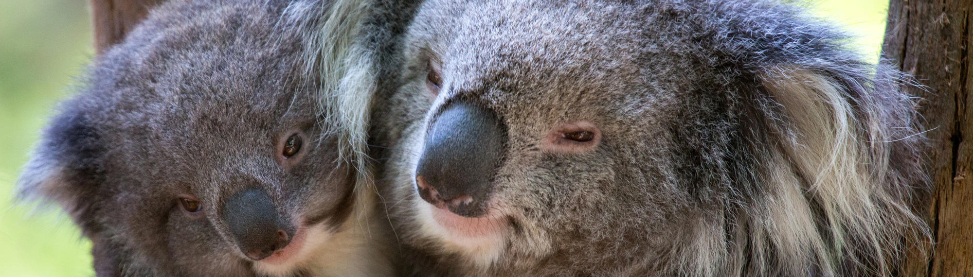Close up of two koalas cuddling each other