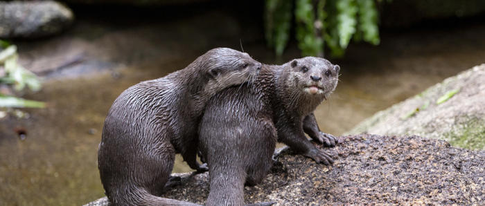 Asian Small Clawed Otters Male And Female On Rocks One Otter Looking Toward Camera 