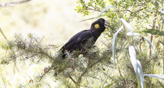 A Yellow-tailed Black-cockatoo sitting on a branch and eating from the twigs