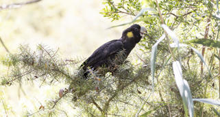 A Yellow-tailed Black-Cockatoo sitting on a branch and eating from the twigs.