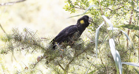 A Yellow-tailed Black-Cockatoo sitting on a branch and eating from the twigs.