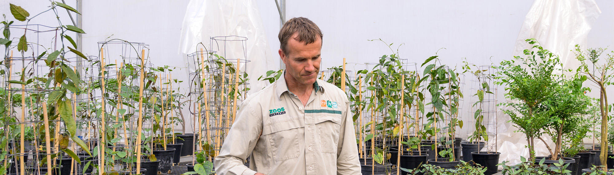 A Nursery Technician, surrounded by young trees in a white gardening tent.