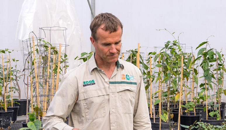 A Nursery Technician, surrounded by young trees in a white gardening tent.