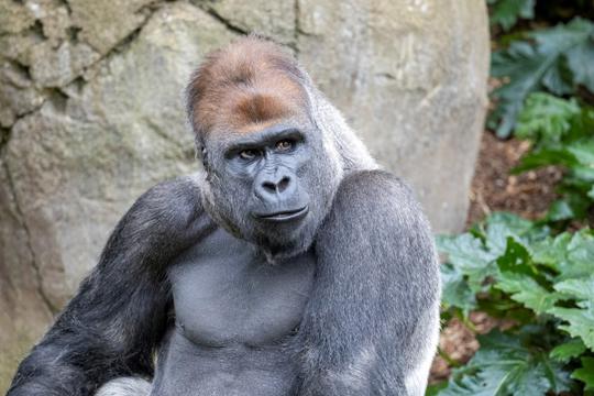 Western Lowland Gorilla looking to the right of camera