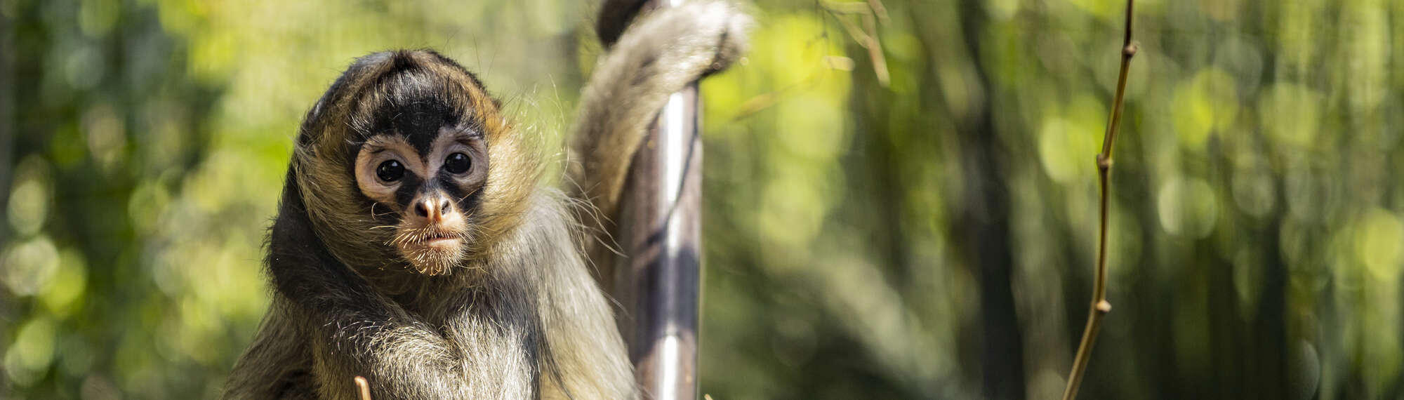 Close-up of young Black-handed Spider-monkey, sitting on a branch and facing right to the camera.