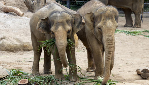 Two Asian Elephants, eating browse and facing the camera.