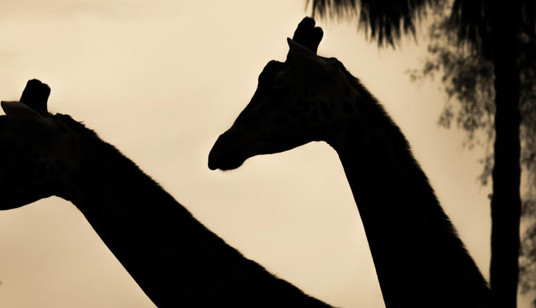 Two Giraffe are walking while the sun is setting. You can only see the silhouette of their necks and head. There are trees in the distance. 