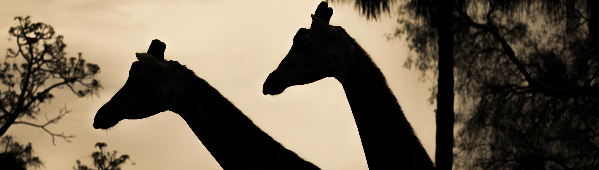 Two Giraffe are walking while the sun is setting. You can only see the silhouette of their necks and head. There are trees in the distance. 