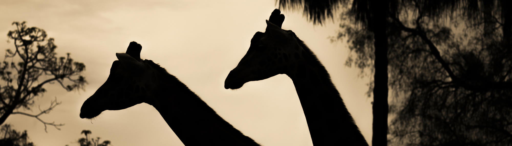 Two Giraffe are walking left while the sun is setting, with only the silhouette of their necks and heads shown, along with trees in the distance.