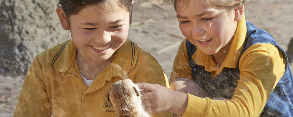 Two students in yellow school uniforms smile as they watch a Meerkat from behind the glass, on an excursion at Melbourne Zoo.