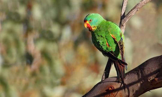 A green parrot on a tree branch