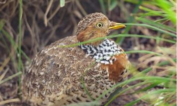 Side profile of a Plains-wanderer bird sitting in the grass