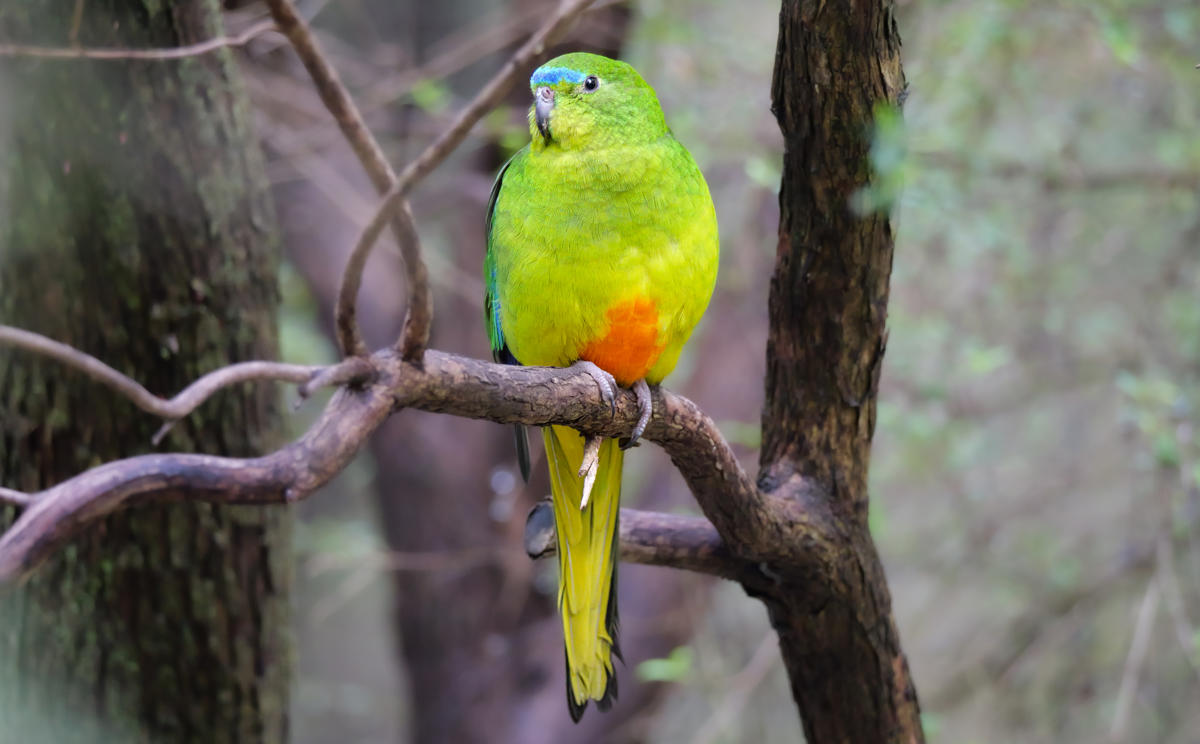 An Orange-bellied Parrot sitting on a branch.