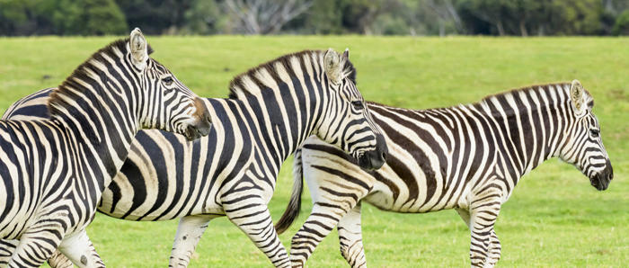 Zebra Herd Eating Hay On The Savannah