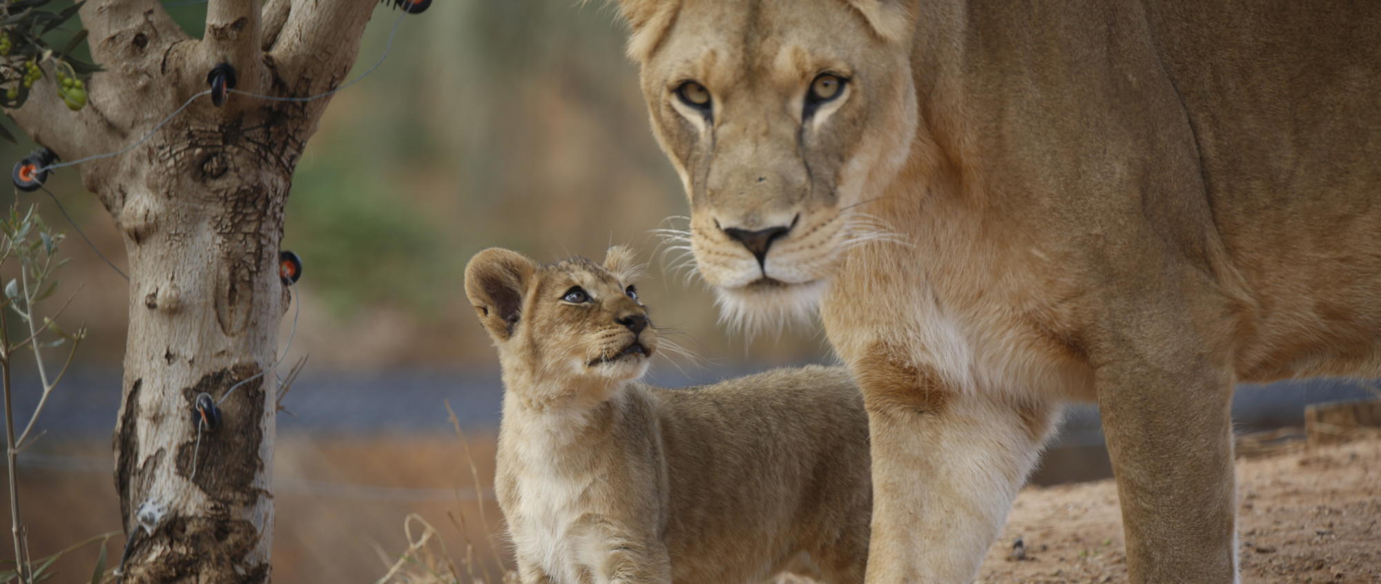 A lion cub is looking up at an adult female lion who is looking directly at camera. Tree in background.