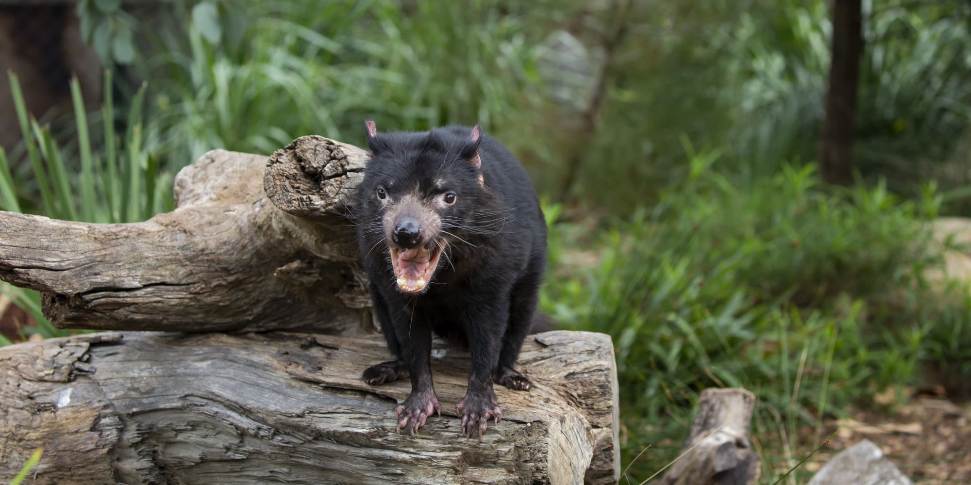 Tasmanian Devil standing on a log with its mouth open showing its sharp teeth. Green bushy terrain in the background.