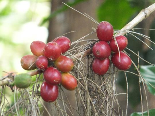 Close-up of red, ripe coffee beans on bush.