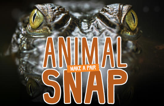 "Animal Snap: make a pair" - this text is in front of a Snake's face, close-up.