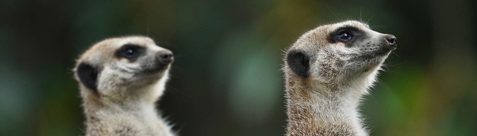 Two small, pale brown Meerkats standing straight as they keep watch, both looking right.