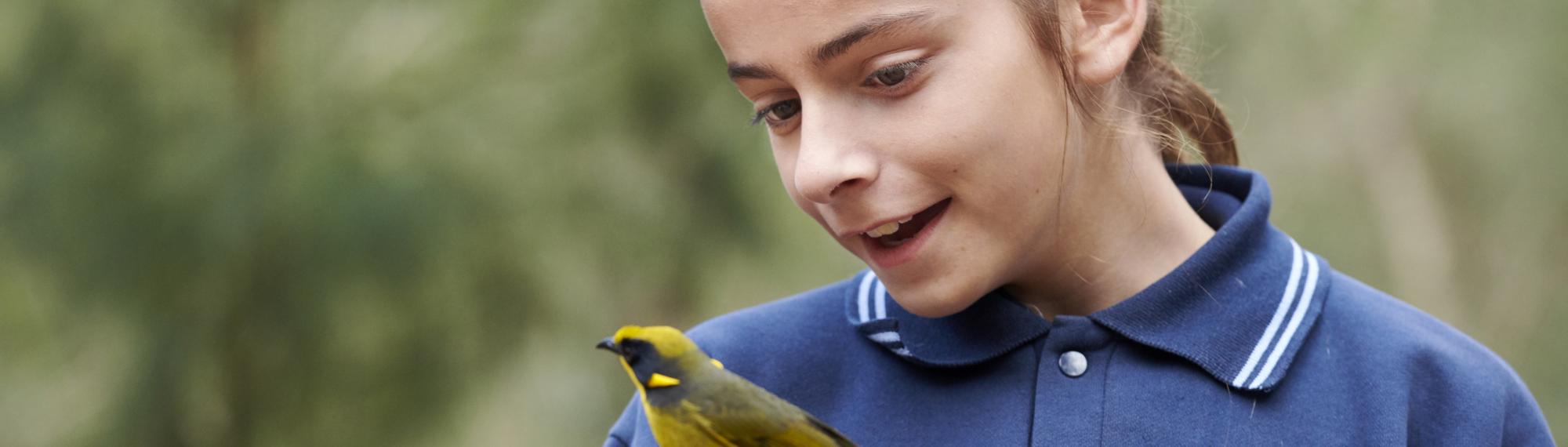 Student looks down at a Helmeted Honeyeater, perched on a branch, both facing left.