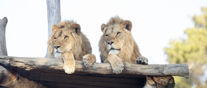 Lions On The Platform At Melbourne Zoo 