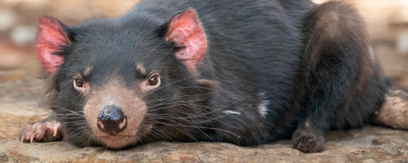 Close up of Tasmanian Devil with black fur, brown eyes and pink ears, crouched down on a rocky surface 