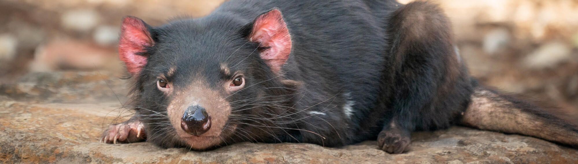 Close-up of Tasmanian Devil with black fur, brown eyes and pink ears, crouched down on a rocky surface and facing the camera.