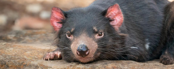 Close-up of Tasmanian Devil with black fur, brown eyes and pink ears, crouched down on a rocky surface and facing the camera.