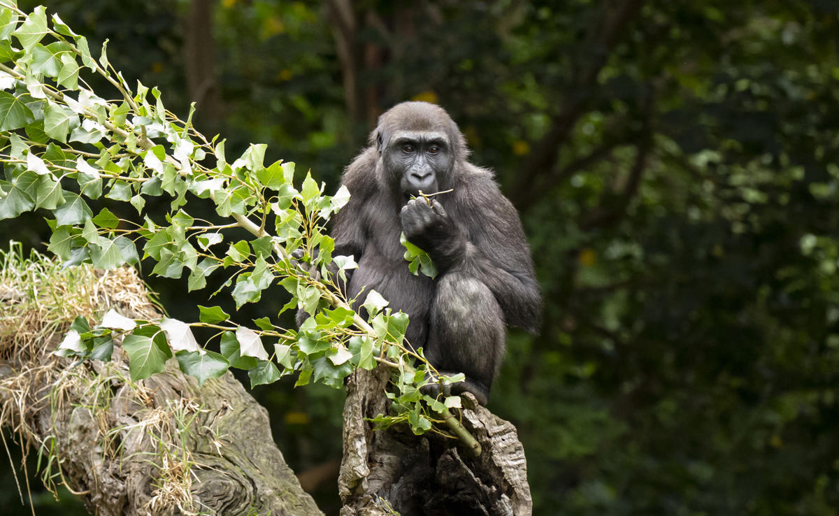Kanzi the Western Lowland Gorilla turns 4 years old, sitting on log with greenery as she eats leaves.