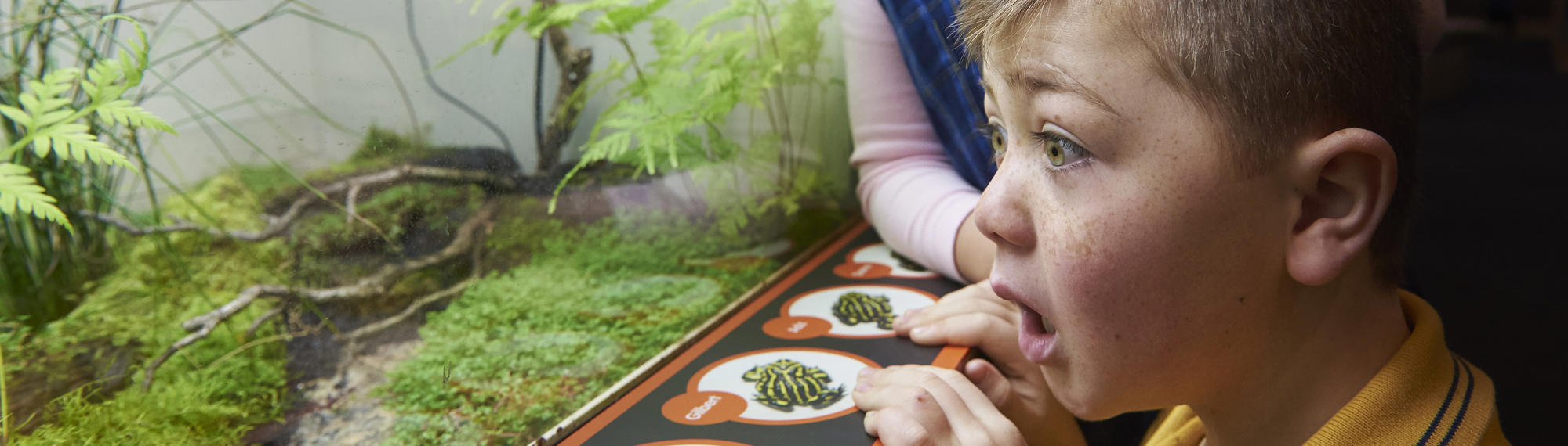 A boy stares, with his mouth open in awe, as he looks into a Frog tank.