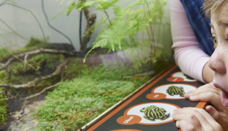 A boy stares, with his mouth open in awe, as he looks into a Frog tank.
