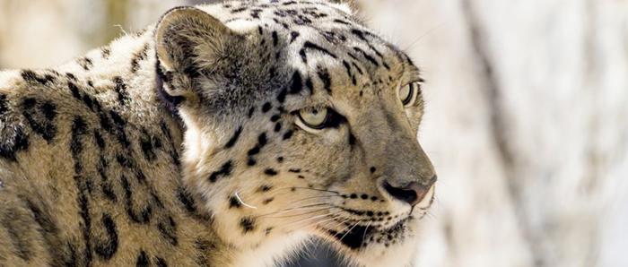 Close-up of Mishka, the Snow Leopard, as she looks right.