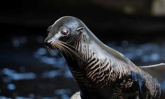 Australian Fur Seal looking side on to camera