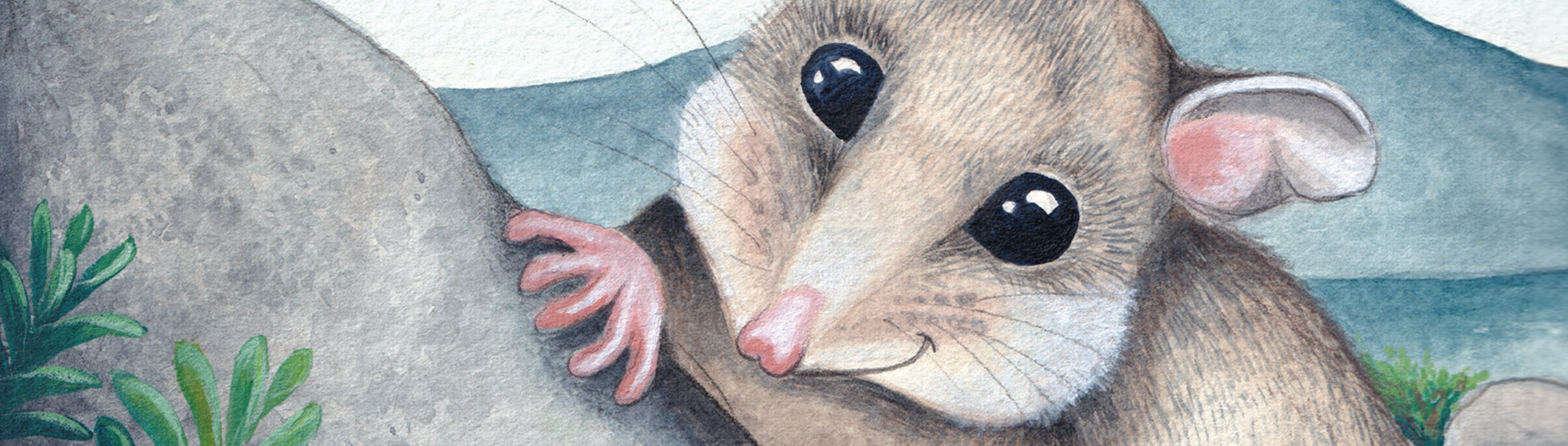 illustration of Pippa, the Mountain Pygmy-possum, sitting on a rock and looking left.