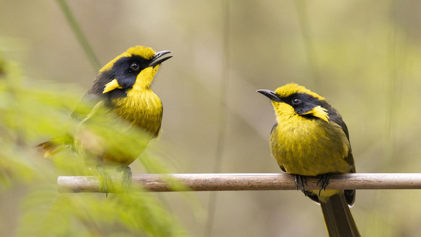 Two Helmeted Honey-eaters perched on a thin branch next to each other, with the bird on the left sitting up slightly higher with it's peak open, both birds are facing each other.